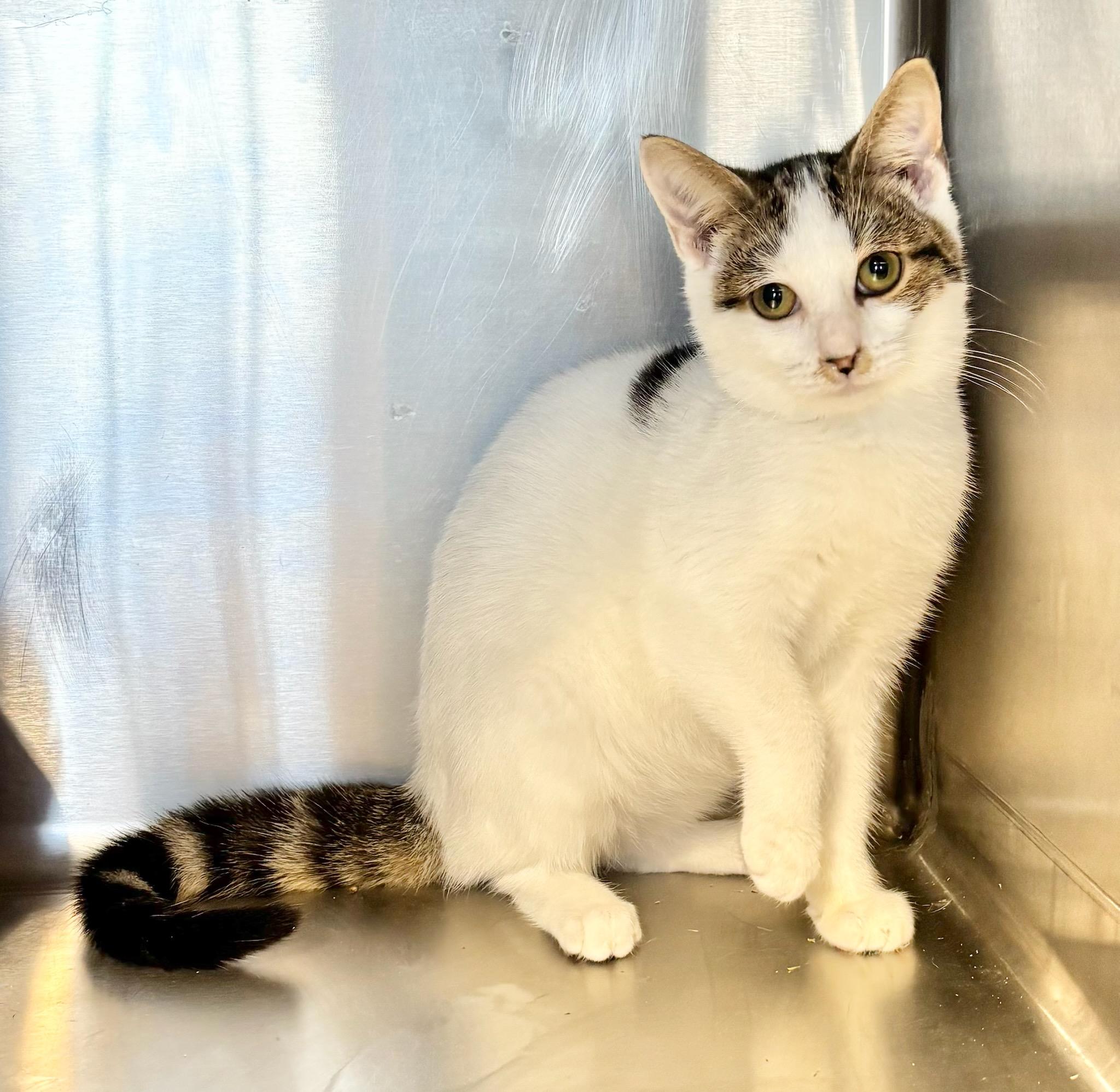 Karlee, Adopted, Kitten Female Tabby.