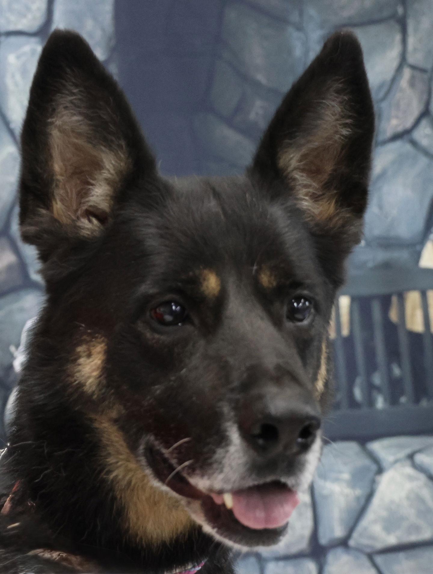 Enlarge Harley G, a Adoptable German Shepherd Dog in Baltimore, MD image 1/3