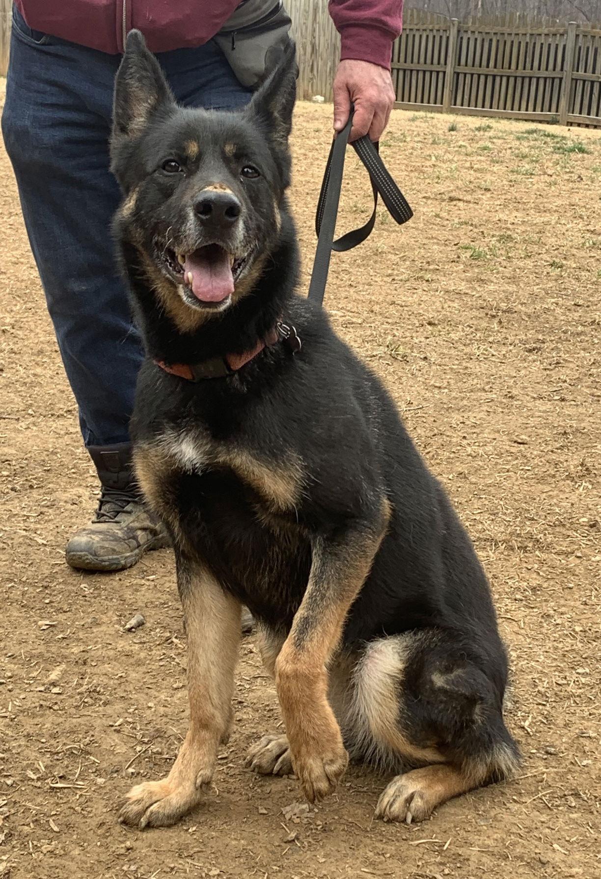 Harley G, Adoptable, Adult Female German Shepherd Dog.