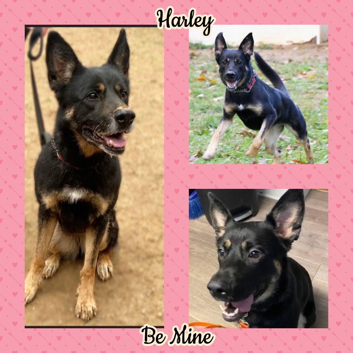 Harley G, Adoptable, Adult Female German Shepherd Dog.