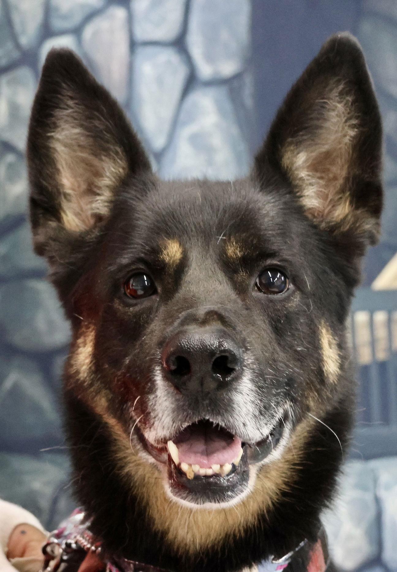 Enlarge Harley G, a Adoptable German Shepherd Dog in Baltimore, MD image 3/3