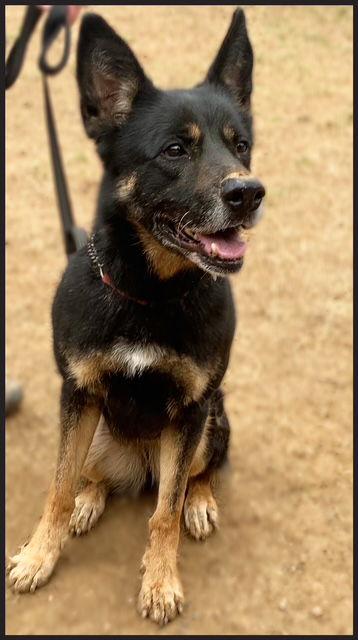 Harley G, a Adoptable German Shepherd Dog in Baltimore, MD image 2/3