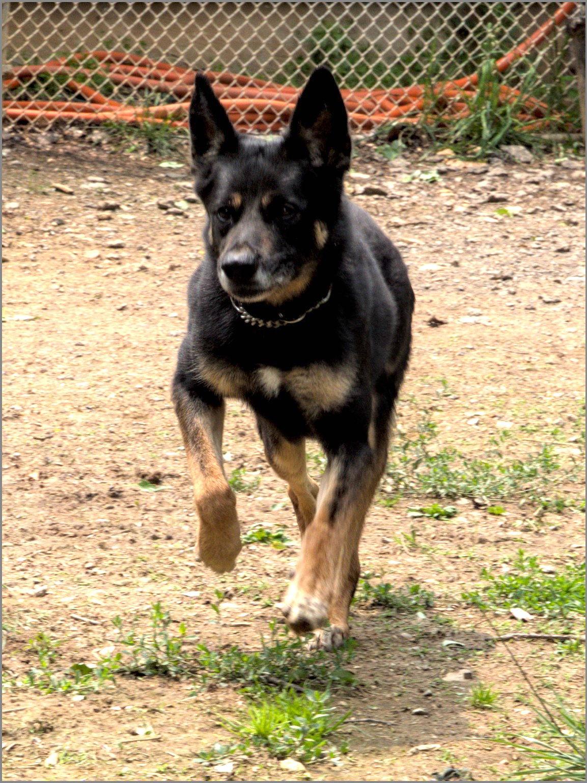 Harley G, a Adoptable German Shepherd Dog in Baltimore, MD image 3/3
