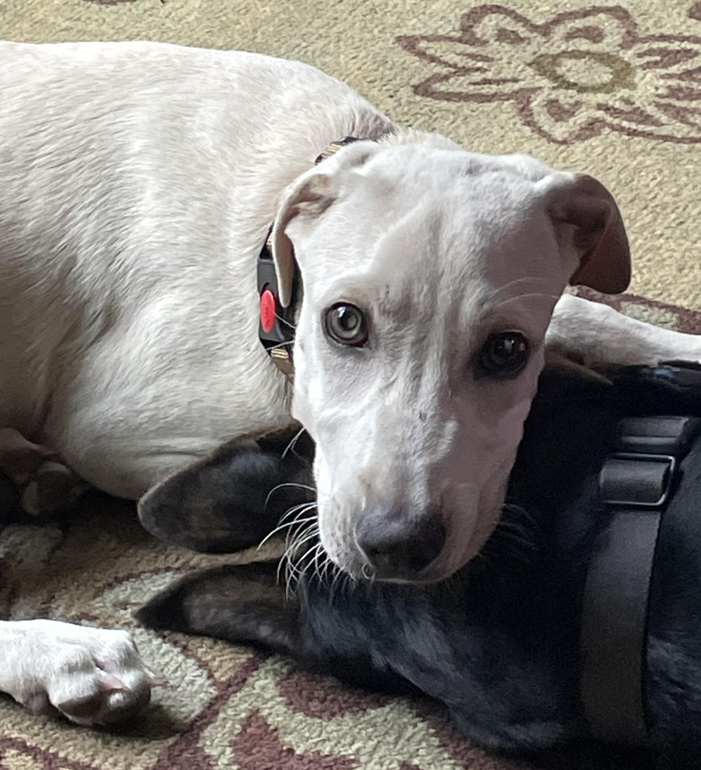 Enlarge Curly, a Adopted mixed breed in Brownfield, ME image 3/6