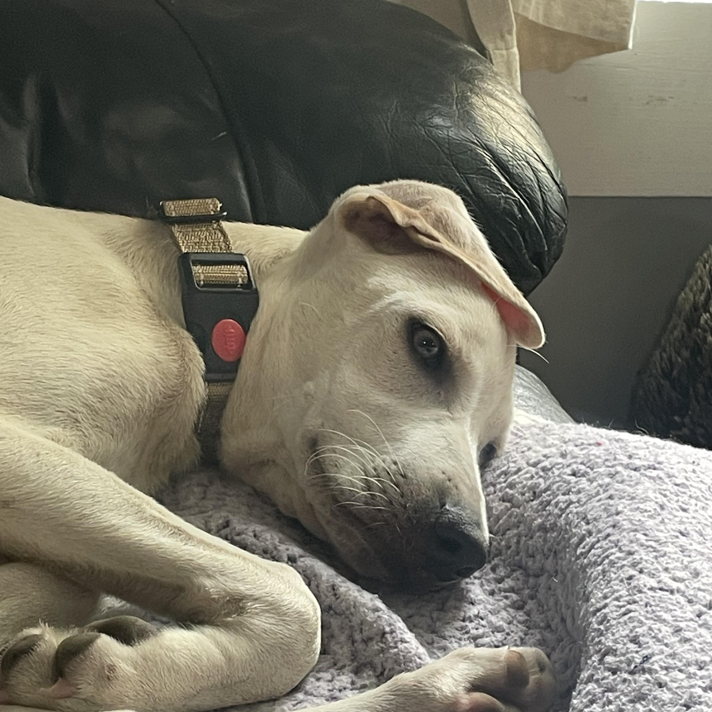 Enlarge Curly, a Adopted mixed breed in Brownfield, ME image 4/6