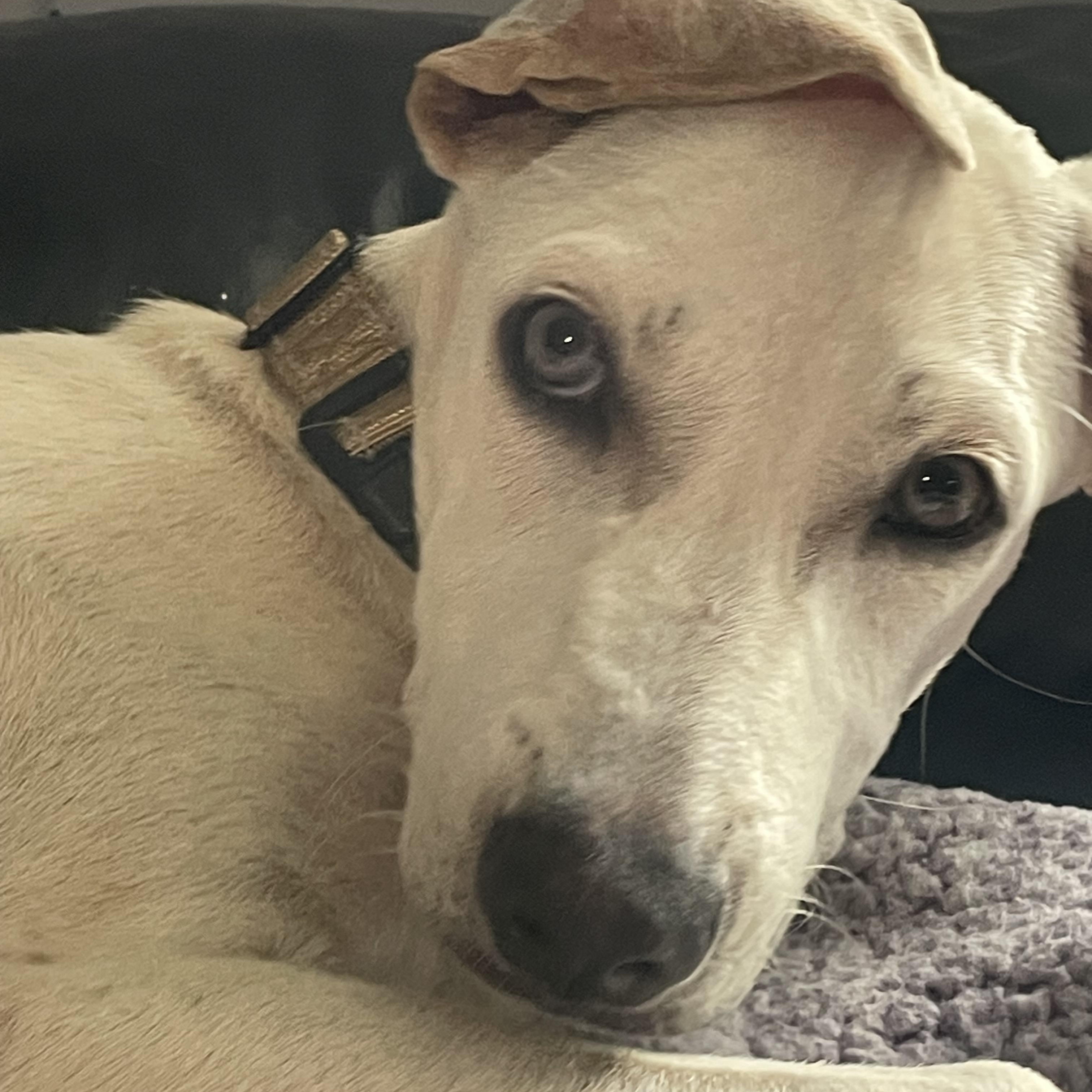 Curly, Adopted, Puppy Male Labrador Retriever & Terrier.