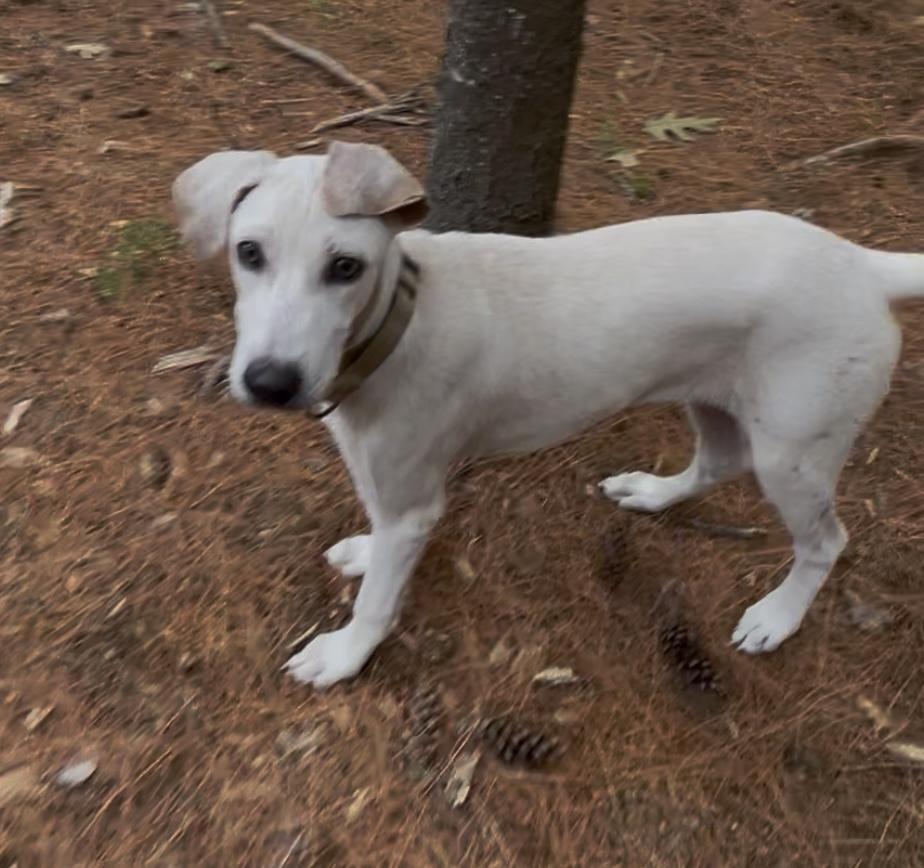Enlarge Curly, a Adopted mixed breed in Brownfield, ME image 5/6