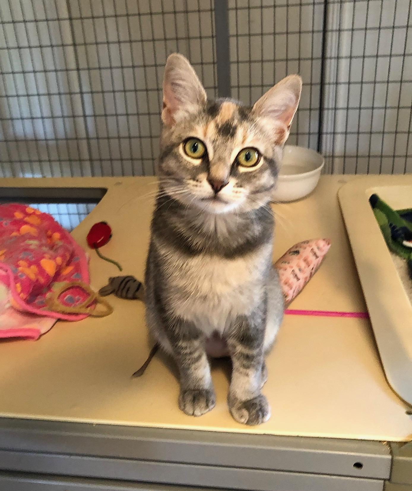Toria, Adoptable, Young Female Dilute Tortoiseshell & Oriental Tabby.