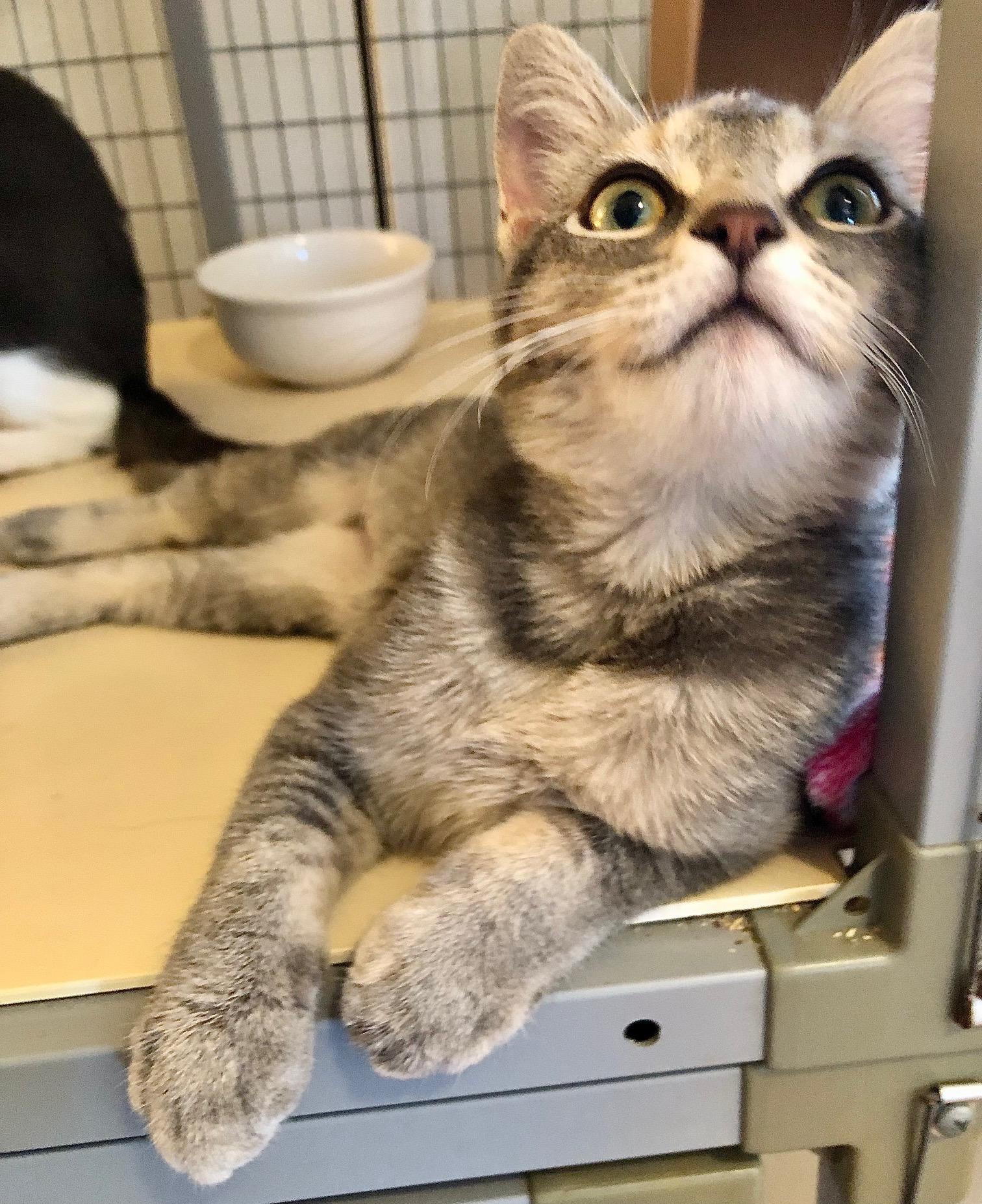 Enlarge Toria, a Adoptable mixed breed in Ventura, CA image 2/5