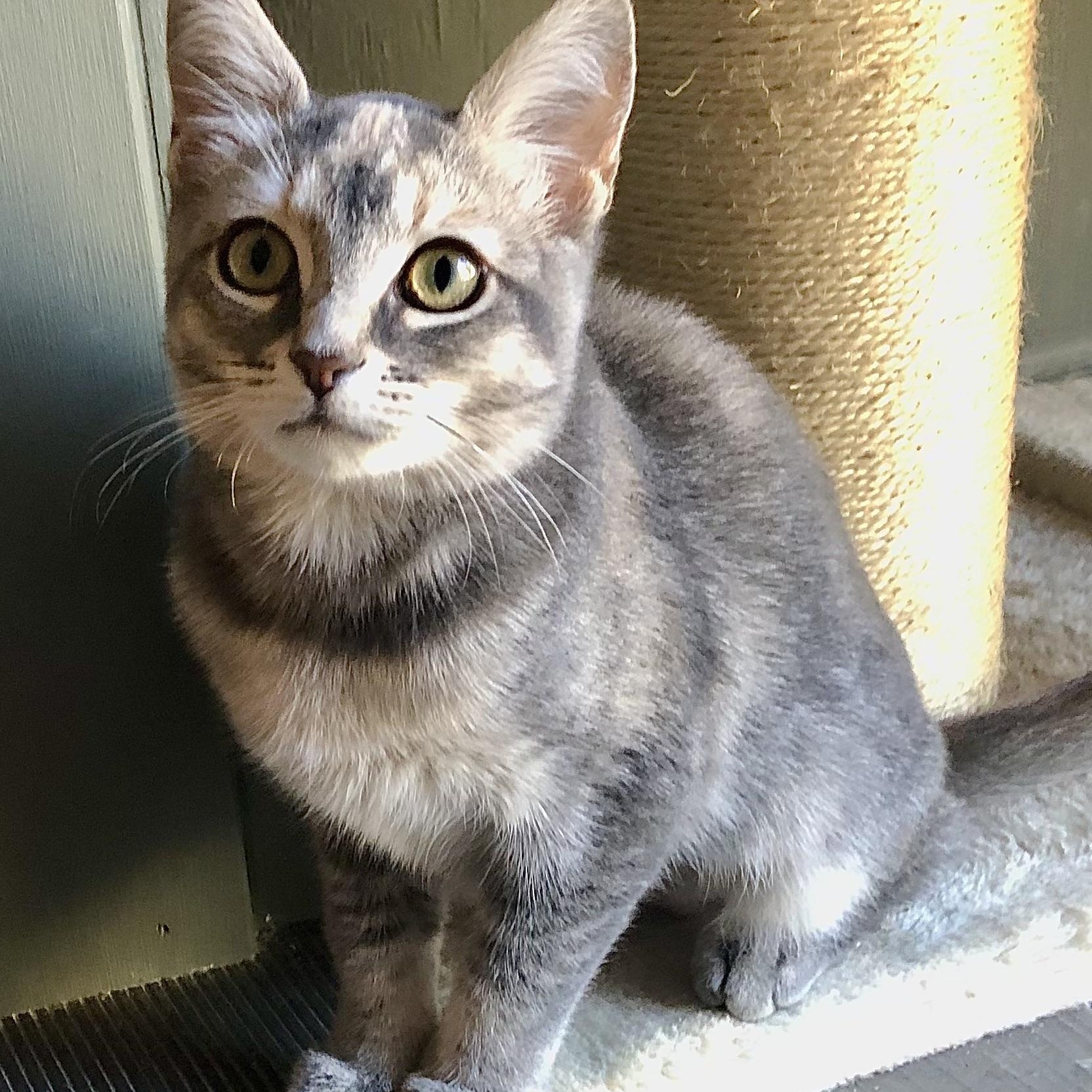 Enlarge Toria, a Adoptable mixed breed in Ventura, CA image 3/5