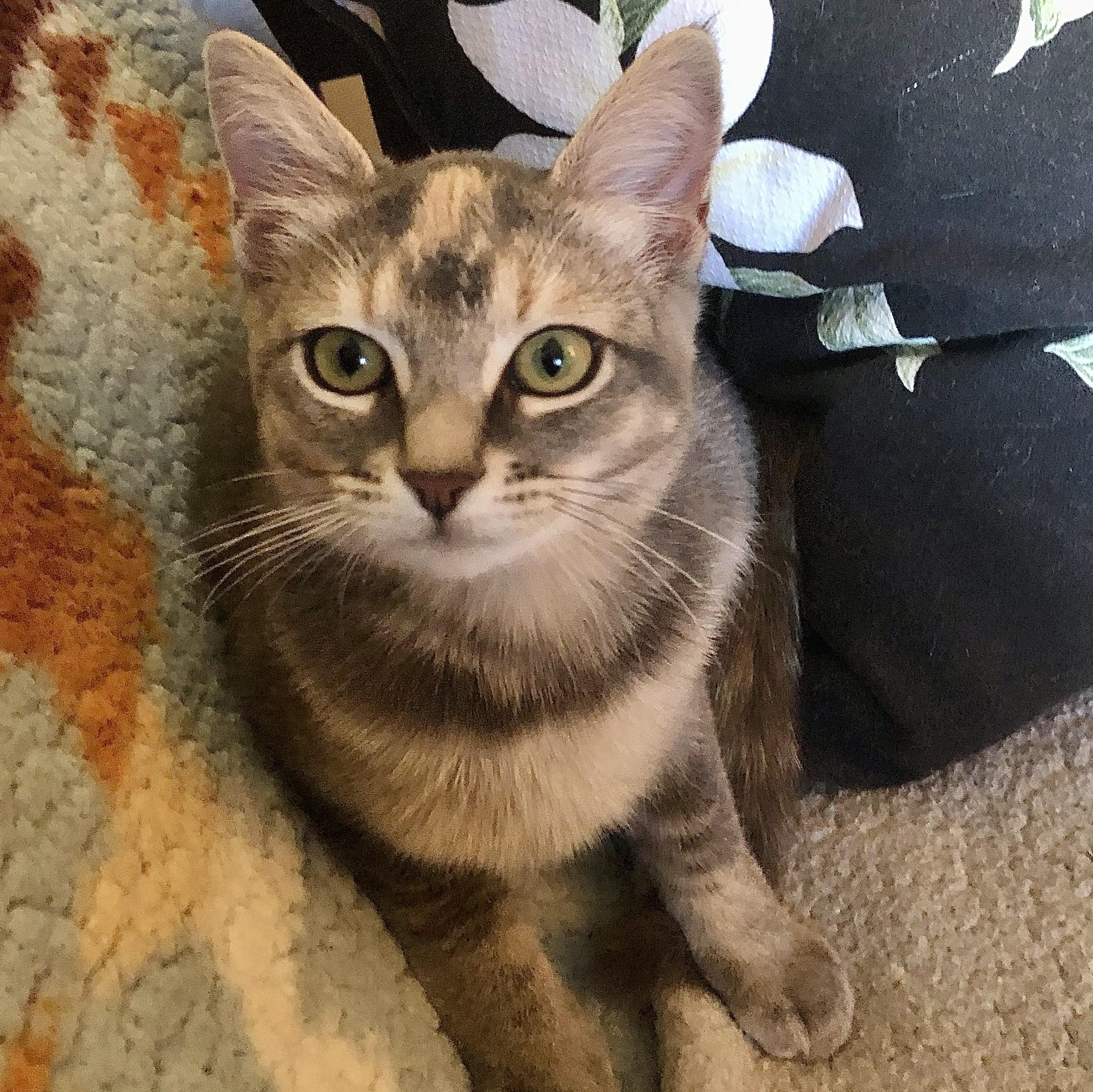 Enlarge Toria, a Adoptable mixed breed in Ventura, CA image 4/5