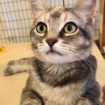 Enlarge Toria, a Adoptable mixed breed in Ventura, CA image 5/5