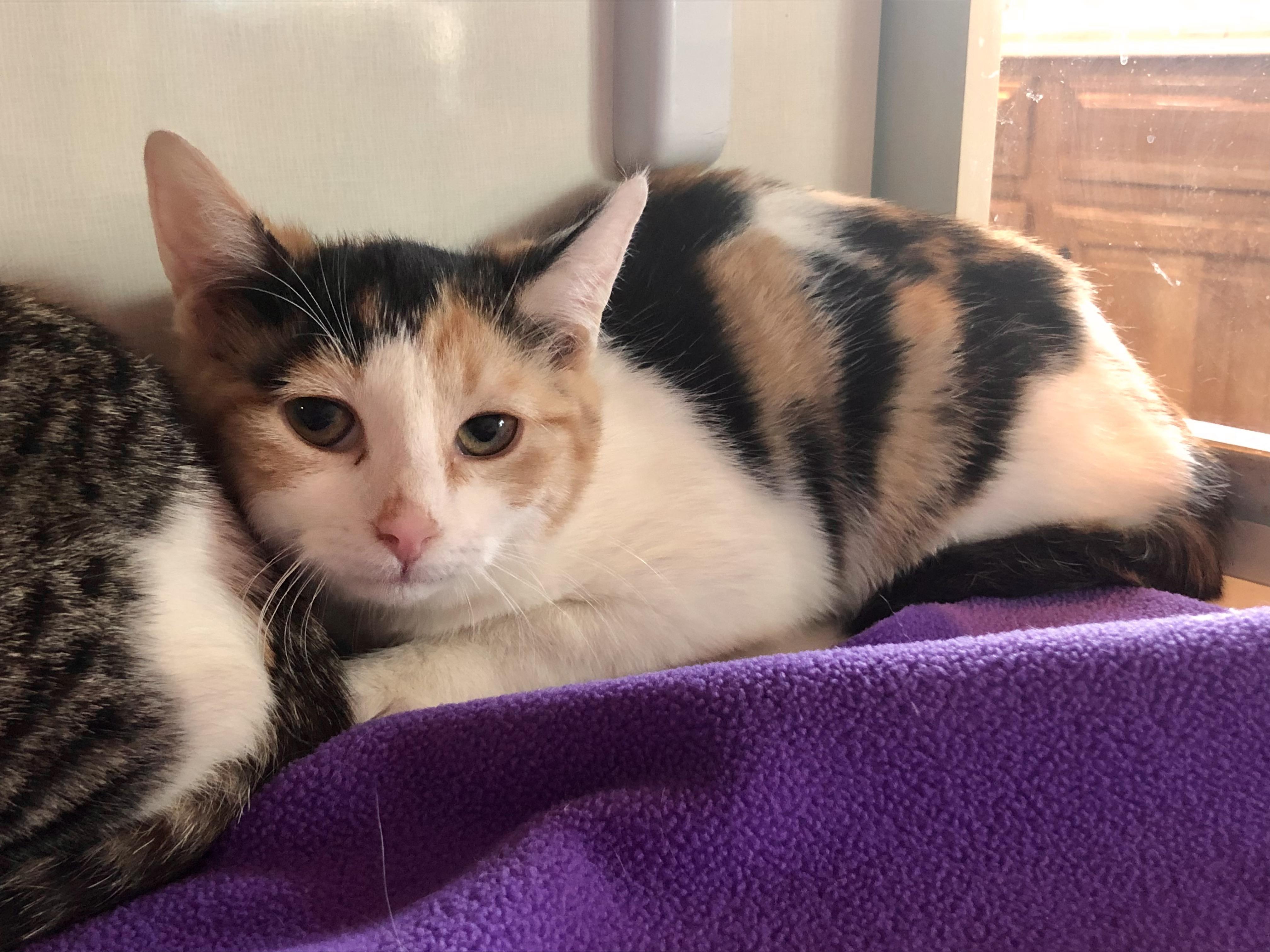 Enlarge Annie , an adopted Domestic Short Hair in Salisbury, MA image 3/4