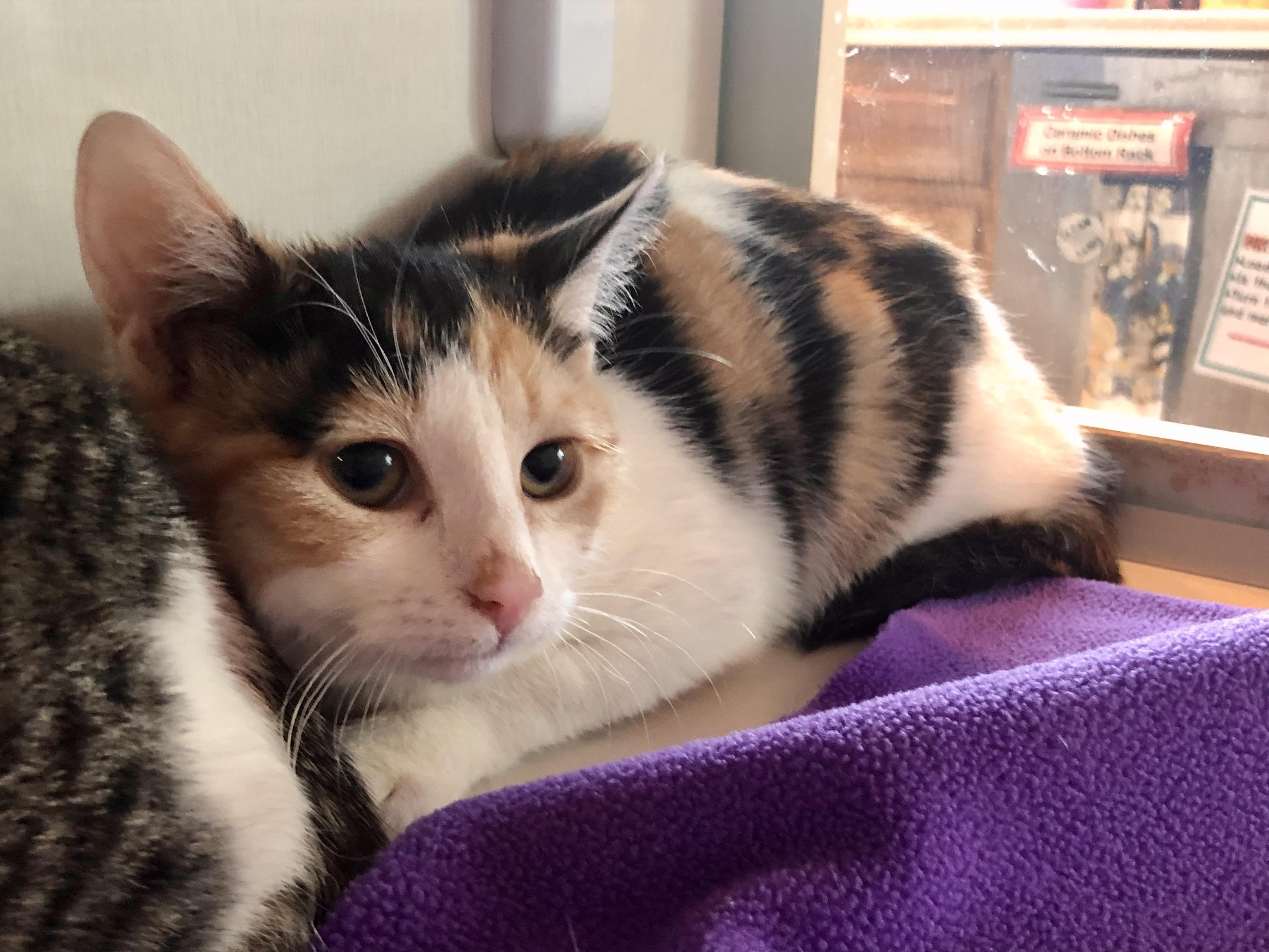 Enlarge Annie , an adopted Domestic Short Hair in Salisbury, MA image 1/4