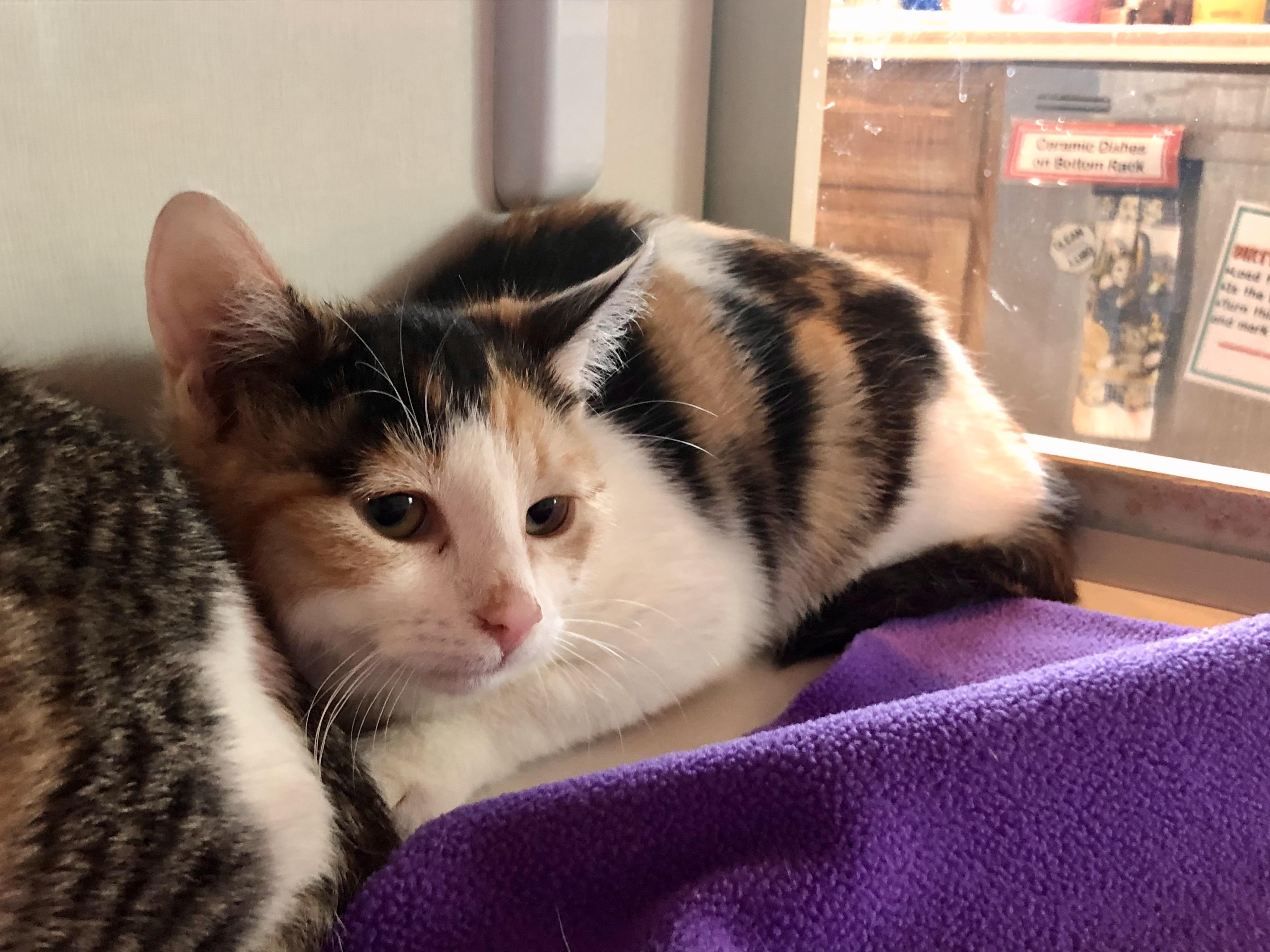 Enlarge Annie , an adopted Domestic Short Hair in Salisbury, MA image 2/4