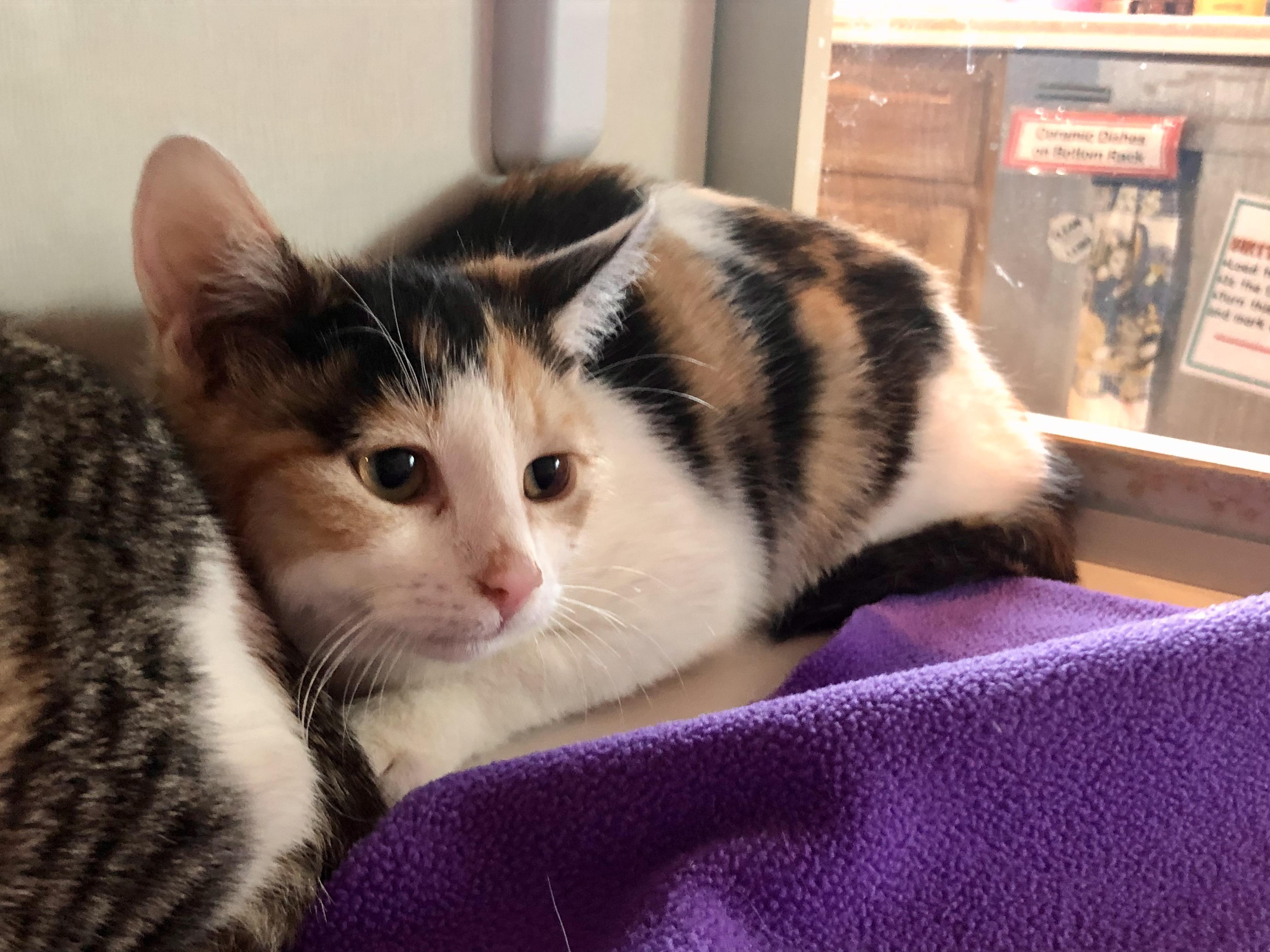 Enlarge Annie , an adopted Domestic Short Hair in Salisbury, MA image 4/4