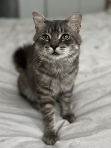 Enlarge Henry (m), a Adopted Domestic Medium Hair in Fresh Meadows, NY image 2/4