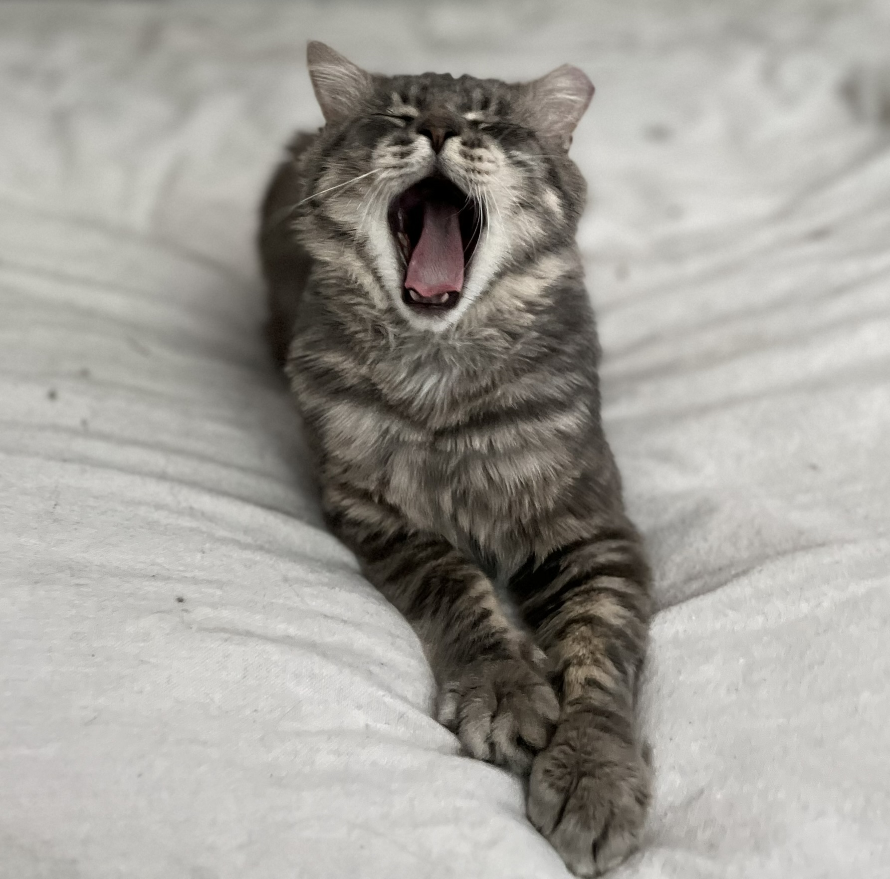 Henry (m), Adopted, Adult Male Domestic Medium Hair.