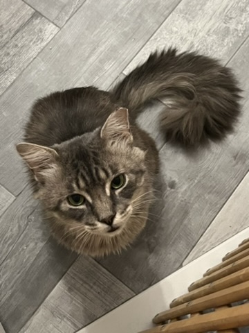 Henry (m), Adopted, Adult Male Domestic Medium Hair.