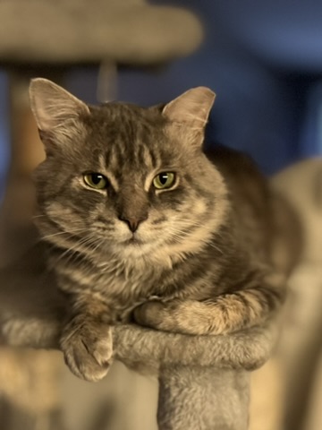 Enlarge Henry (m), a Adopted Domestic Medium Hair in Fresh Meadows, NY image 4/4