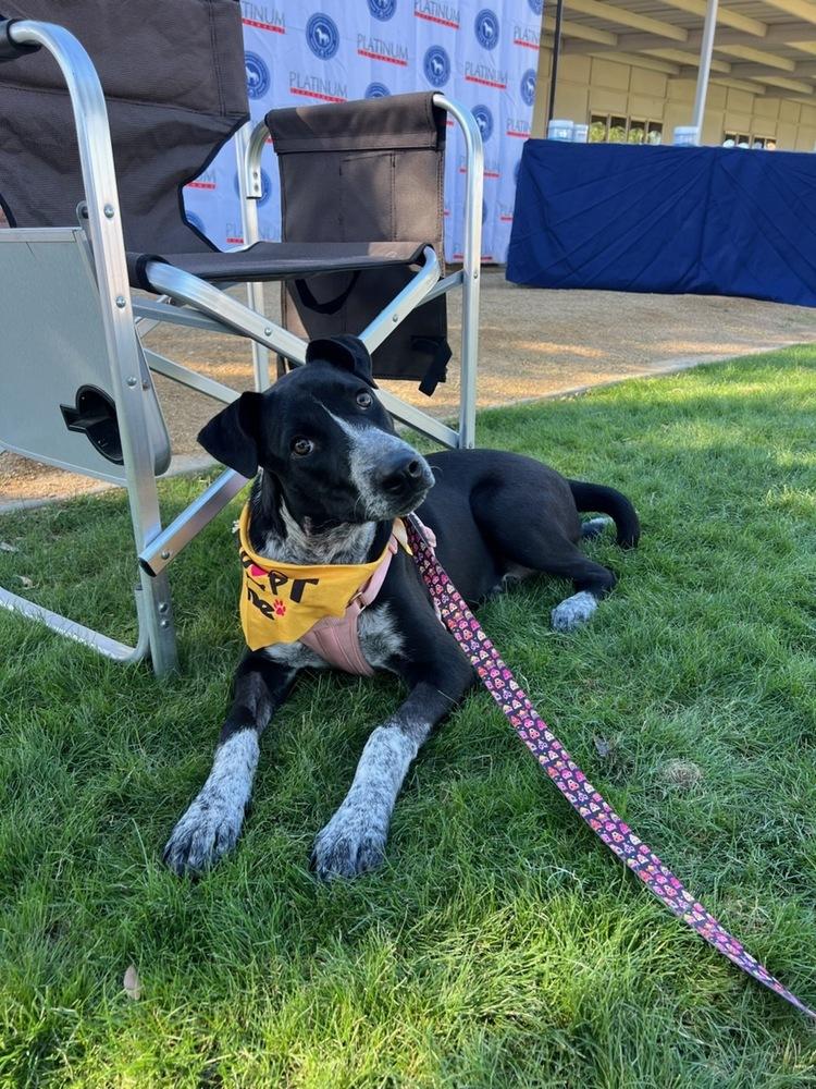 Enlarge Uma, a Adoptable mixed breed in San Diego, CA image 1/1