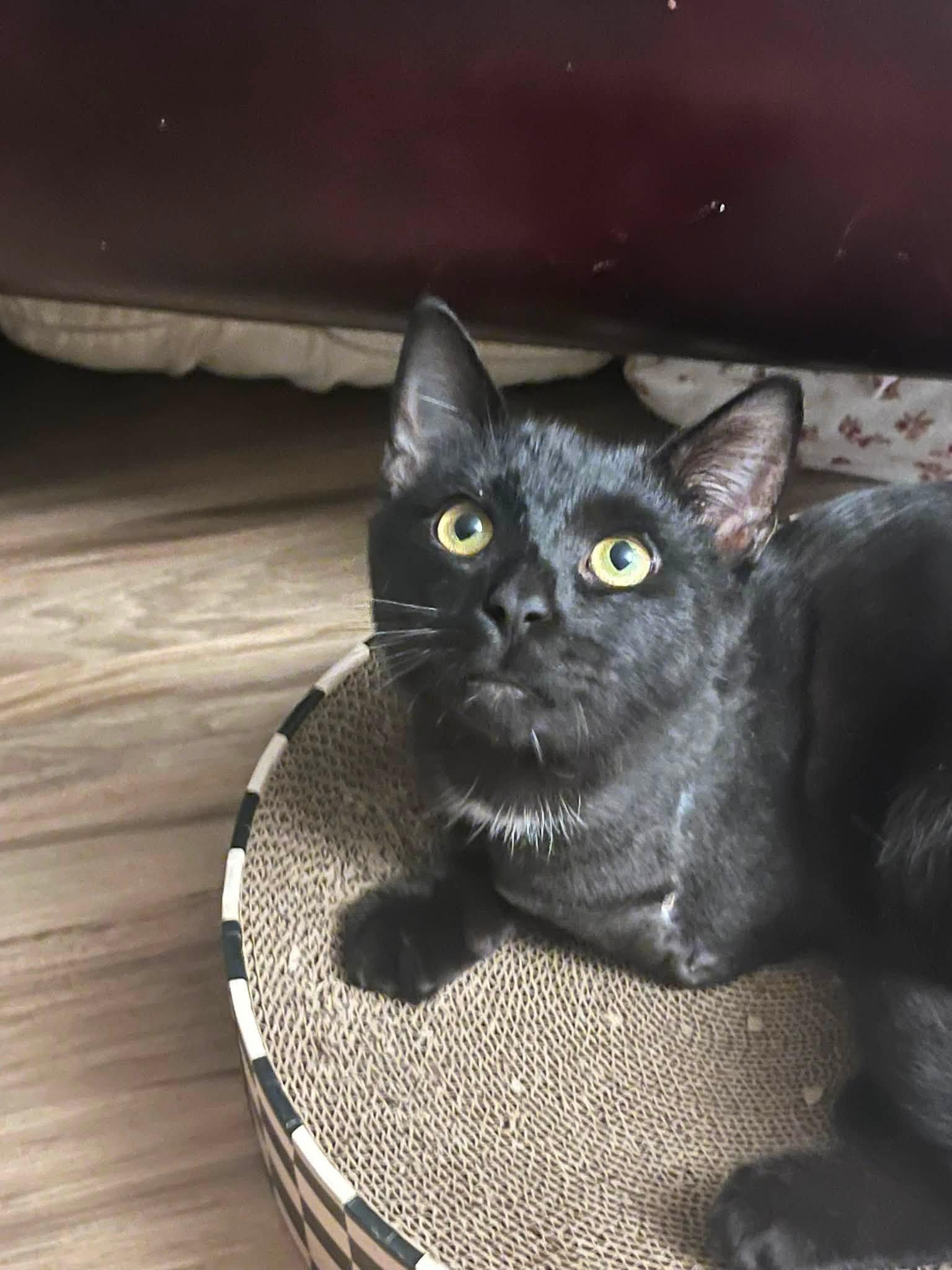 Legend, Adoptable, Young Male Domestic Short Hair.