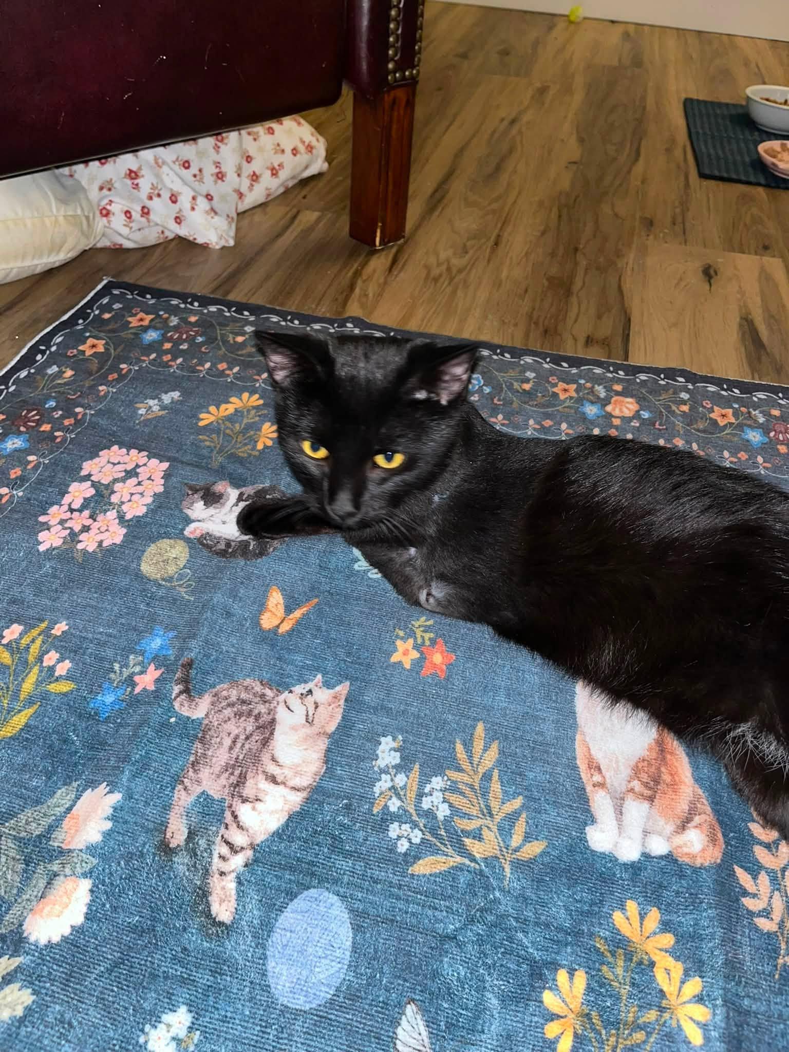 Enlarge Legend, a Adoptable Domestic Short Hair in Enfield, CT image 2/6