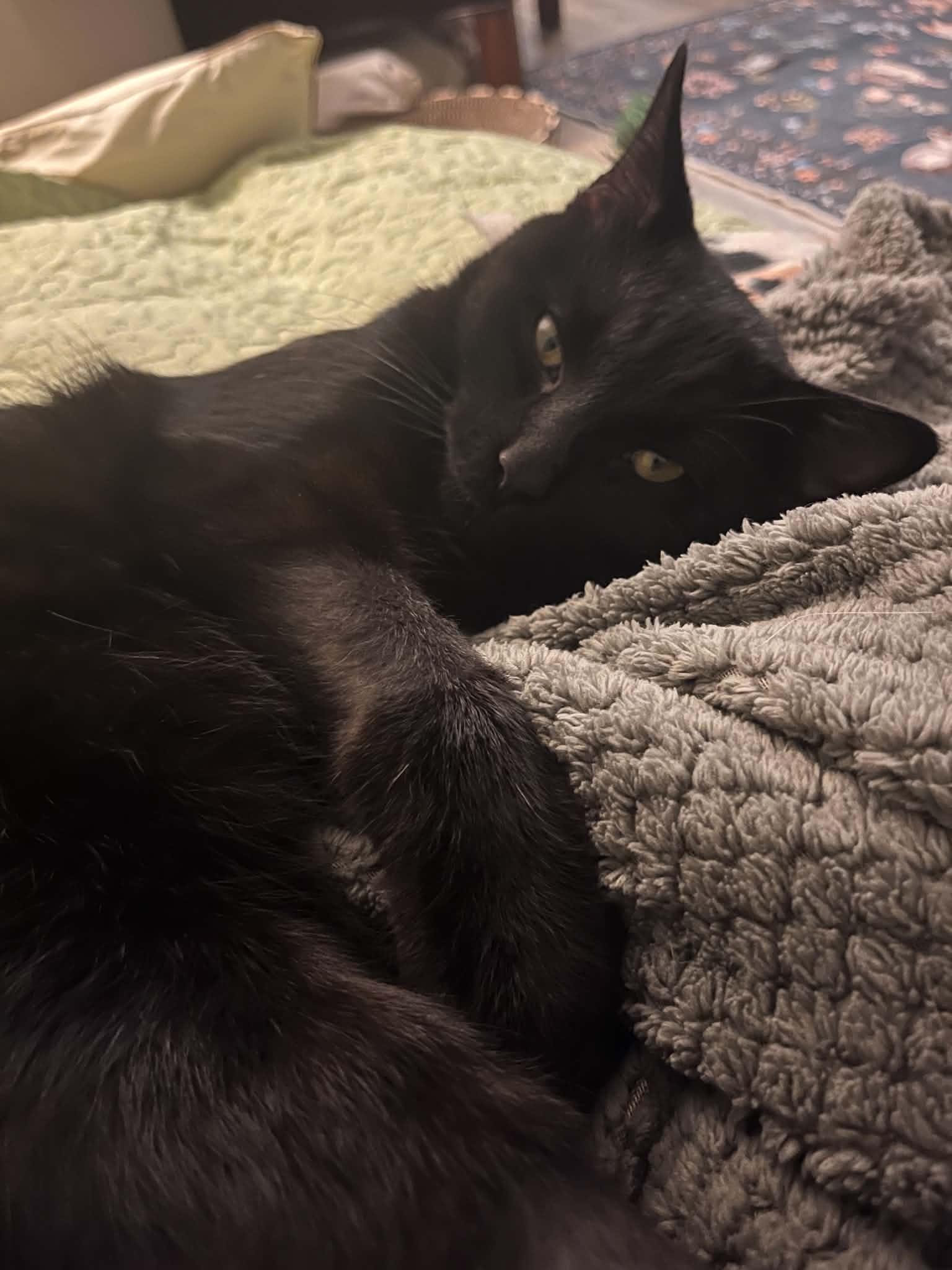 Enlarge Legend, a Adoptable Domestic Short Hair in Enfield, CT image 3/6
