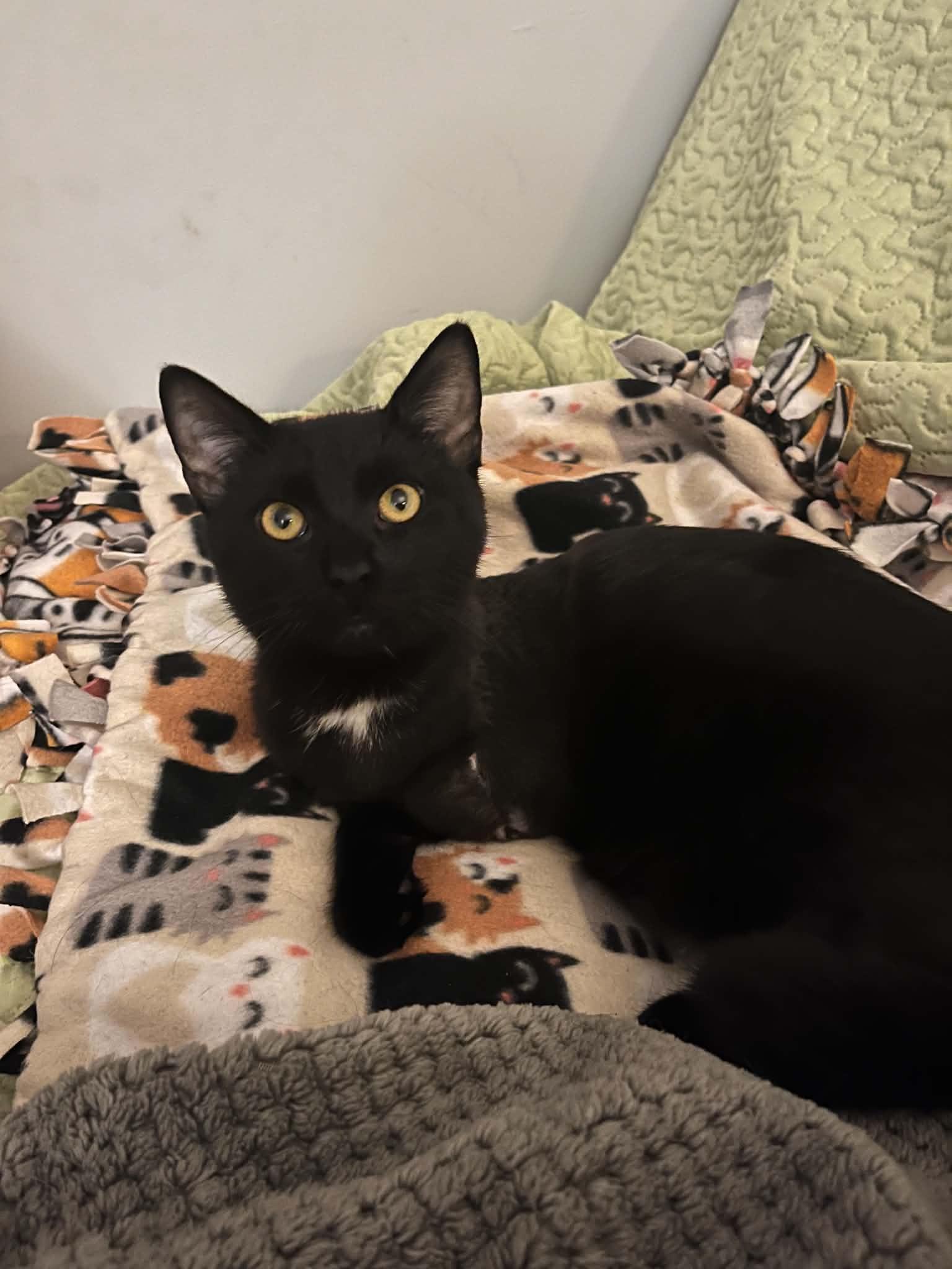 Enlarge Legend, a Adoptable Domestic Short Hair in Enfield, CT image 4/6