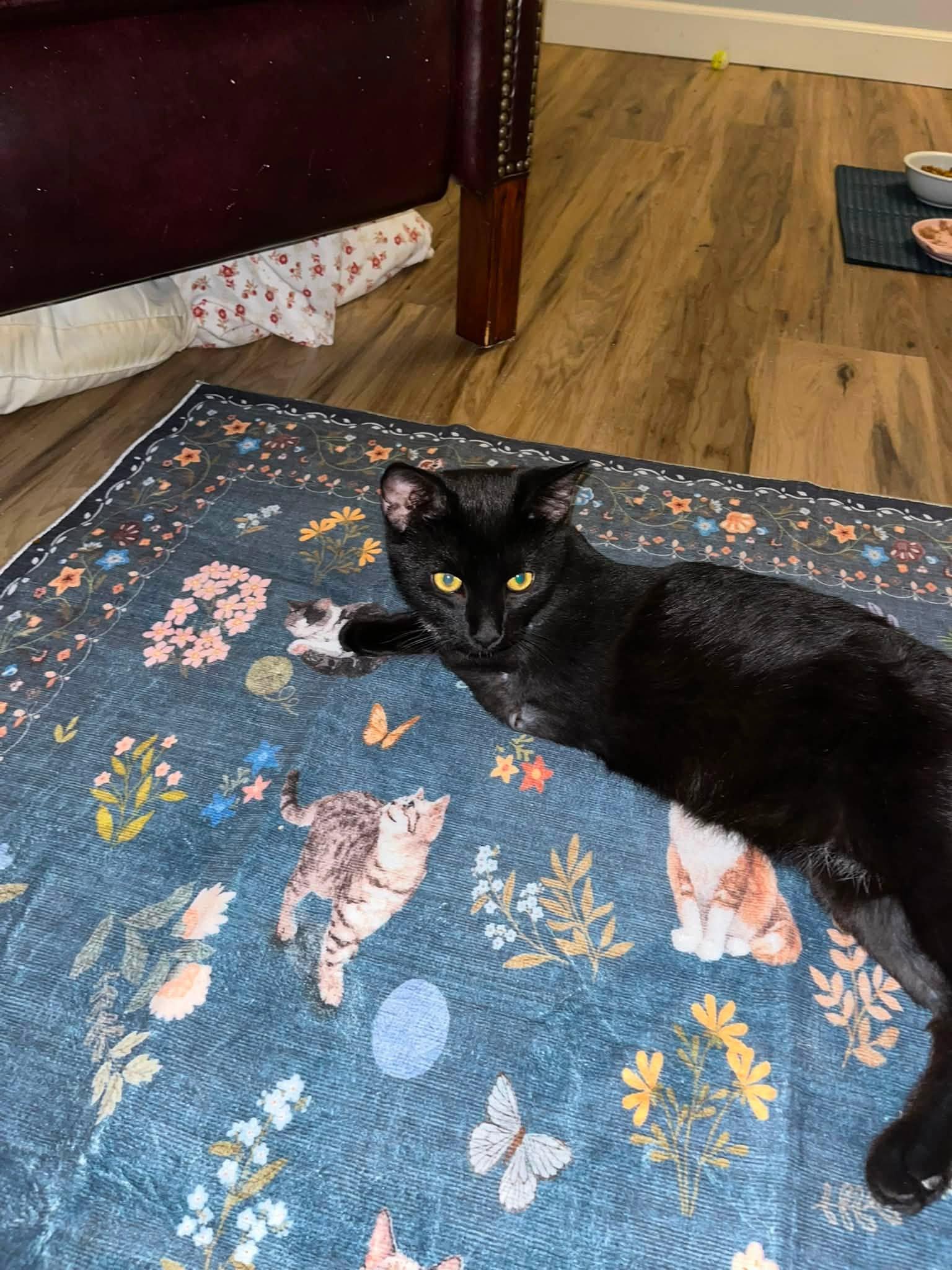 Enlarge Legend, a Adoptable Domestic Short Hair in Enfield, CT image 5/6