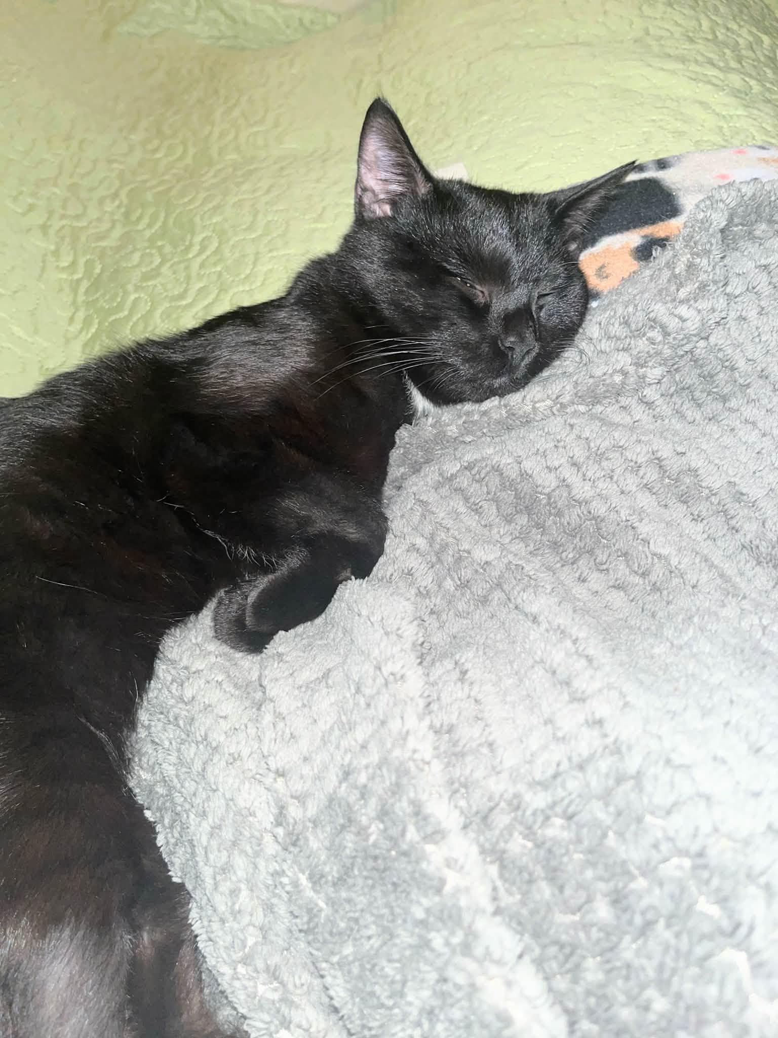 Enlarge Legend, a Adoptable Domestic Short Hair in Enfield, CT image 6/6