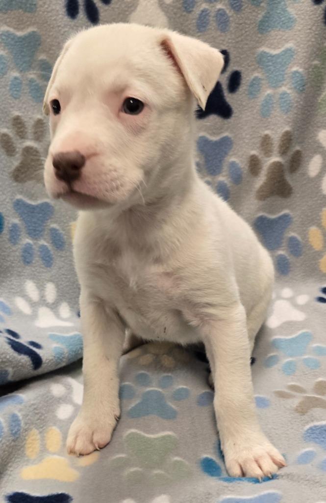 Marshmallow, Adoptable, Puppy Female Pit Bull Terrier & Mixed Breed.