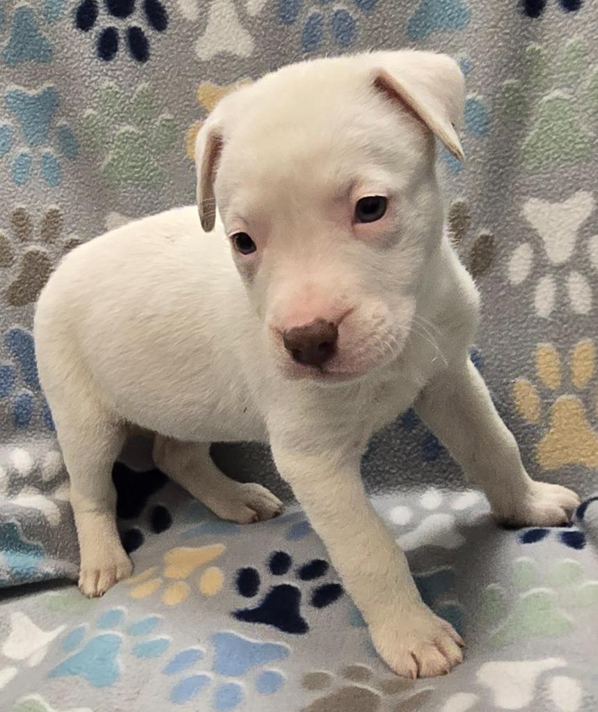Marshmallow, a Adoptable mixed breed in Murphysboro, IL image 2/3