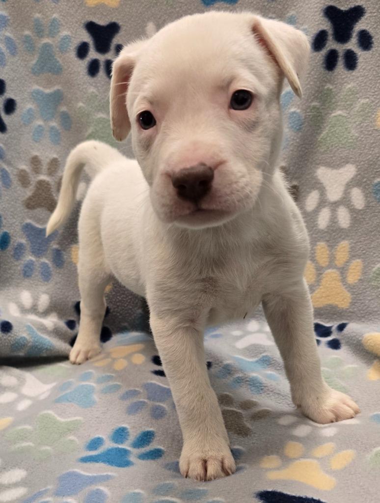 Marshmallow, a Adoptable mixed breed in Murphysboro, IL image 3/3