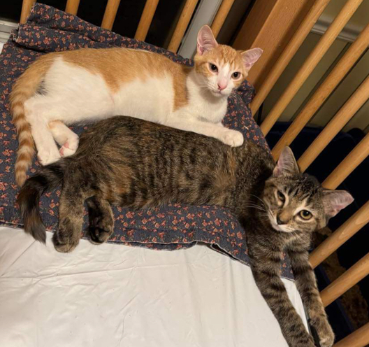 Linus and Franklin, Adoptable, Kitten Male Domestic Short Hair.