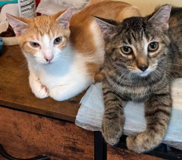 Enlarge Linus and Franklin, a Adoptable Domestic Short Hair in Waveland, IN image 3/6