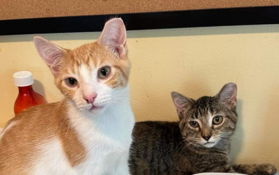 Enlarge Linus and Franklin, a Adoptable Domestic Short Hair in Waveland, IN image 4/6