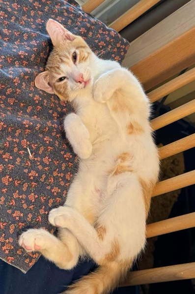 Enlarge Linus and Franklin, a Adoptable Domestic Short Hair in Waveland, IN image 5/6