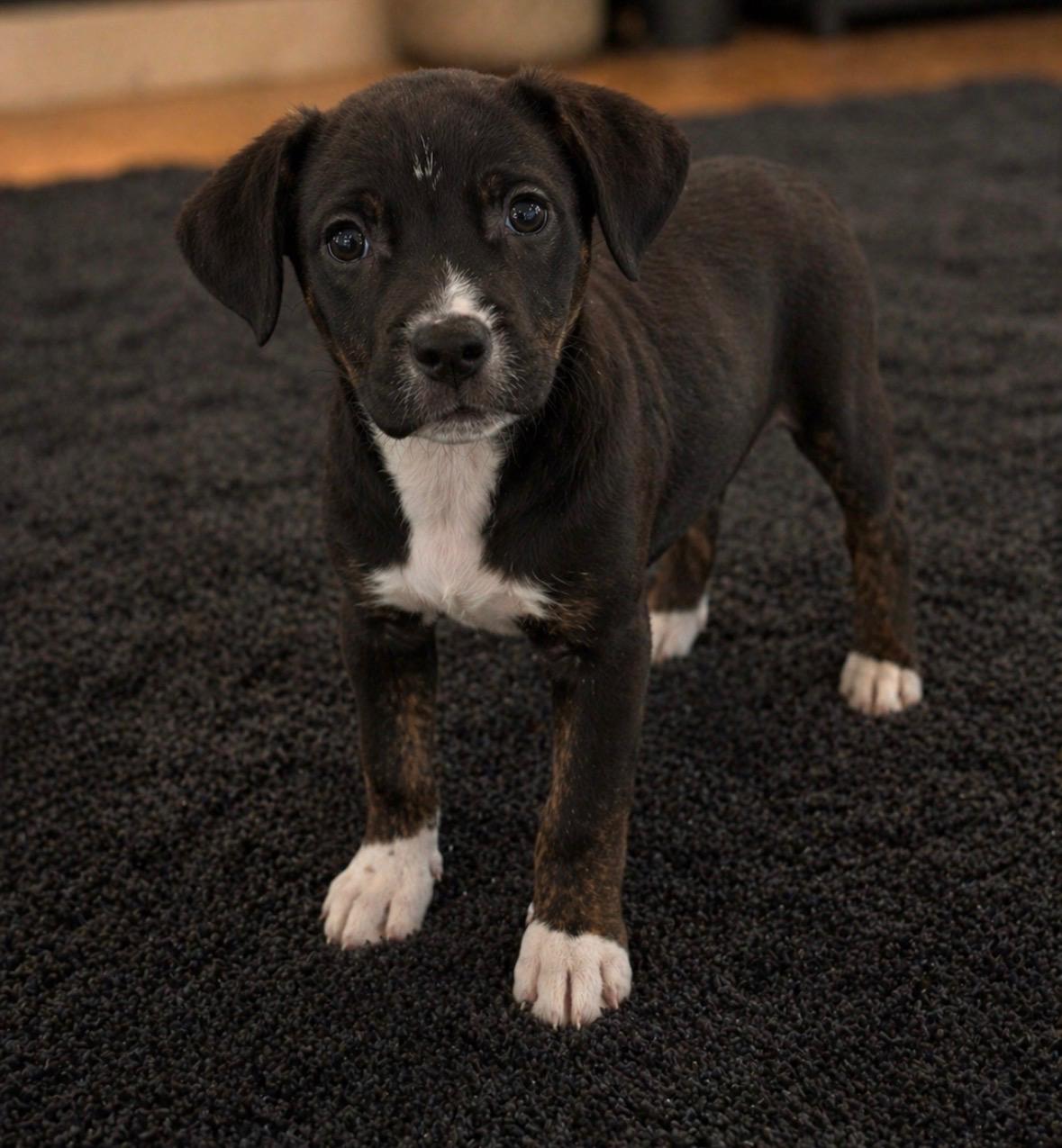Enlarge Chill , a Adoptable Treeing Walker Coonhound in Evergreen, CO image 1/5