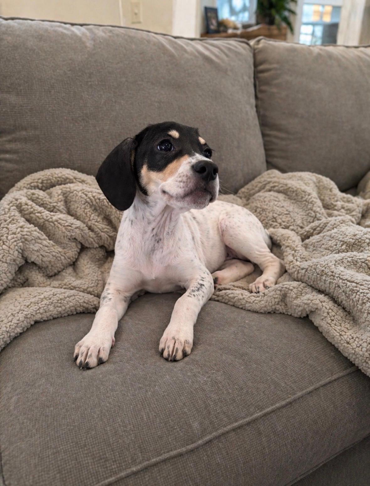 Chill , Adoptable, Puppy Female Treeing Walker Coonhound.