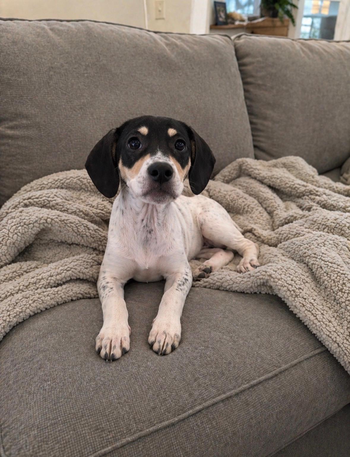 Enlarge Chill , a Adoptable Treeing Walker Coonhound in Evergreen, CO image 4/5