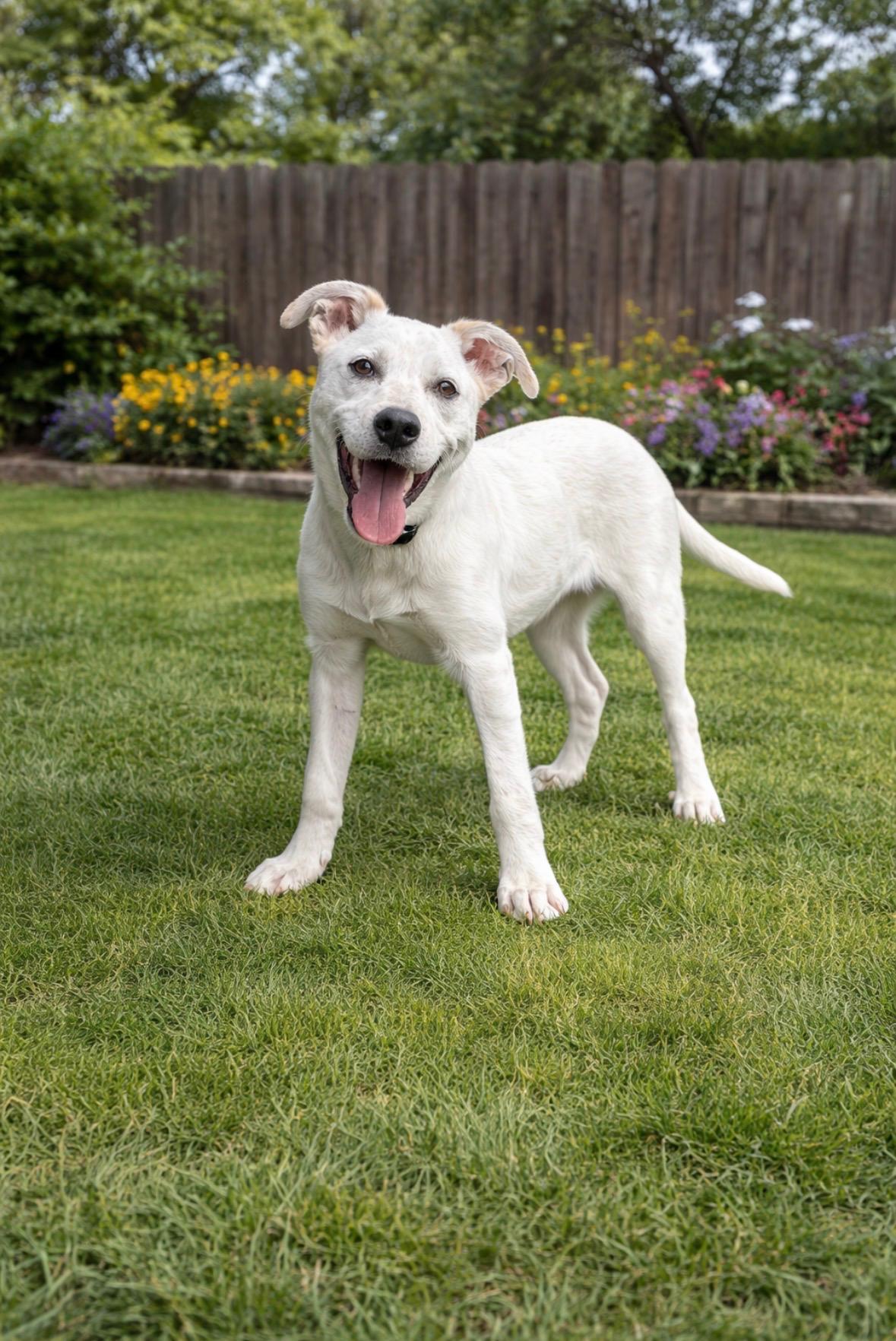 Enlarge Chill , a Adoptable Treeing Walker Coonhound in Evergreen, CO image 5/5