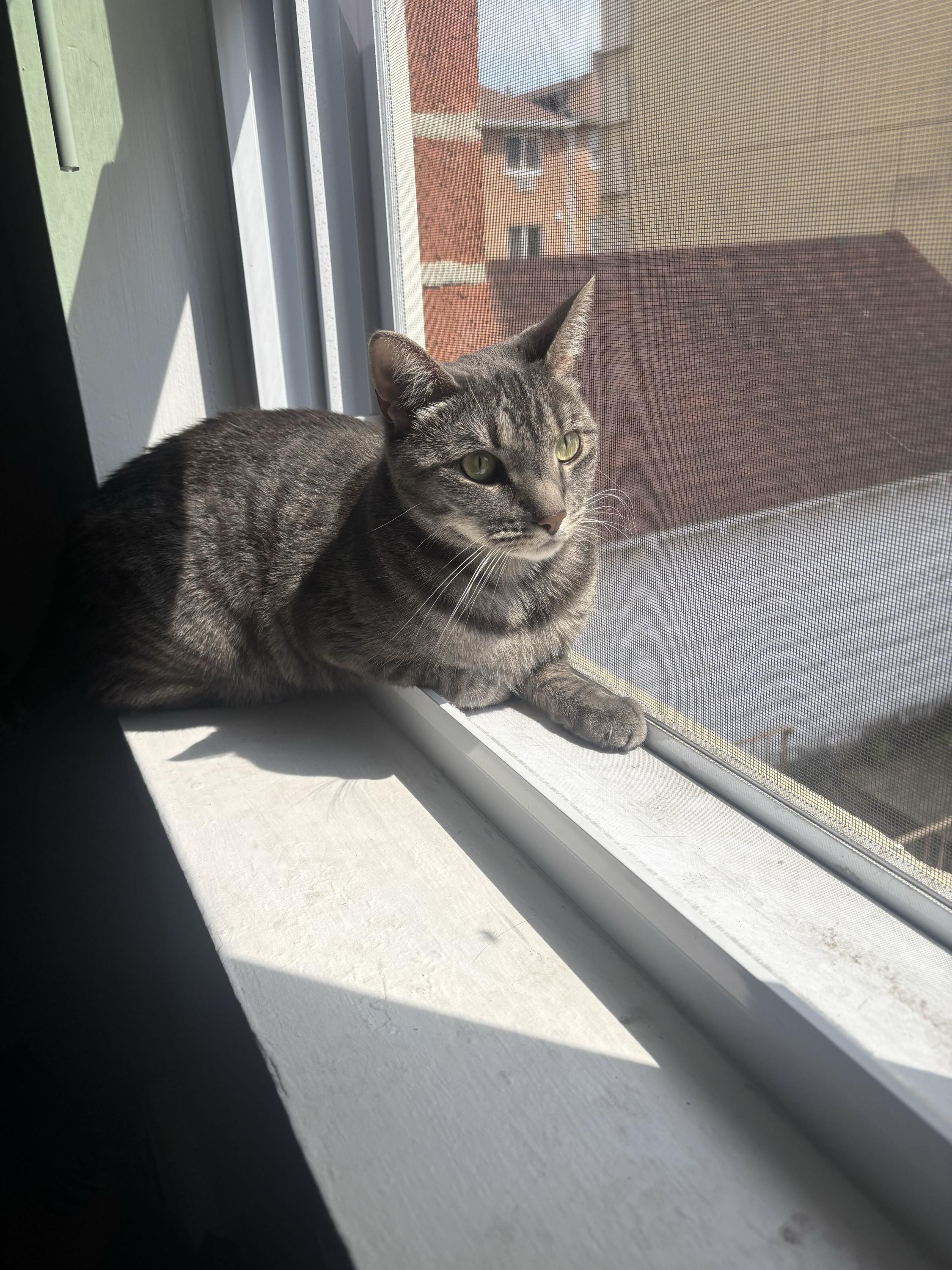 Enlarge Nova, a Adoptable Domestic Short Hair in Long Island City, NY image 2/6