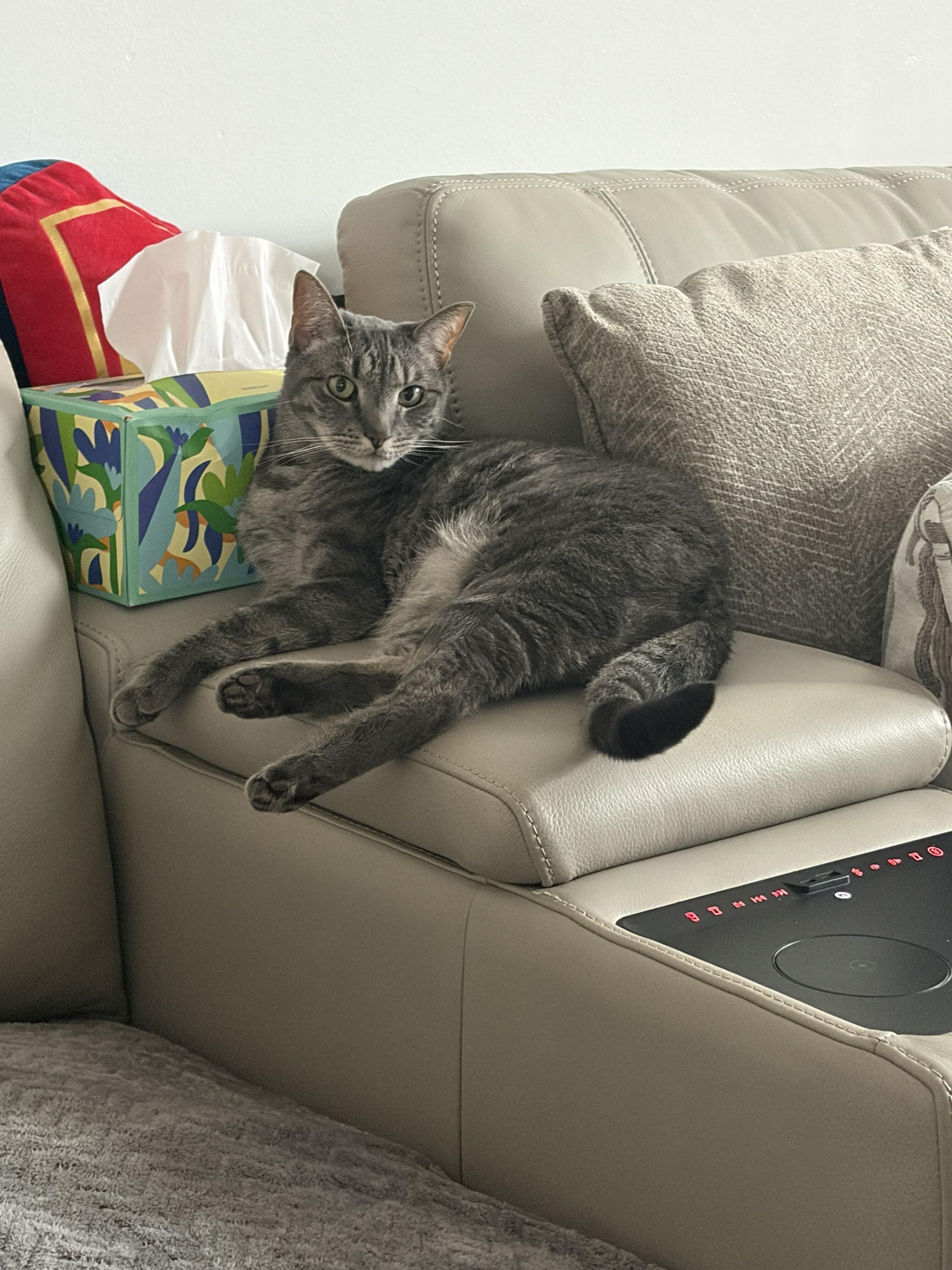 Enlarge Nova, a Adoptable Domestic Short Hair in Long Island City, NY image 3/6