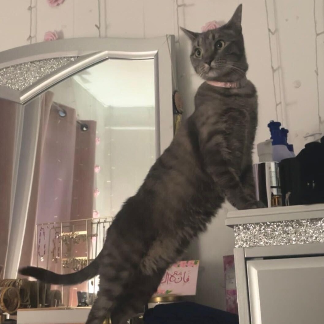 Enlarge Nova, a Adoptable Domestic Short Hair in Long Island City, NY image 3/5