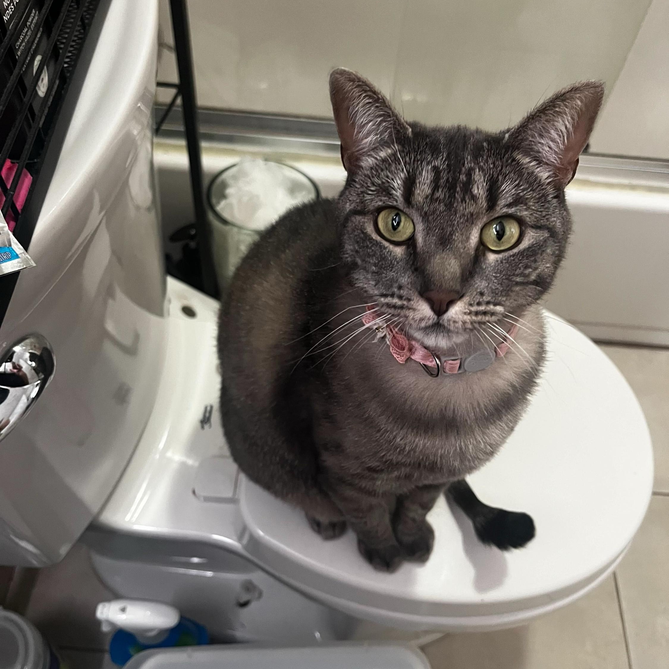 Enlarge Nova, a Adoptable Domestic Short Hair in Long Island City, NY image 1/5