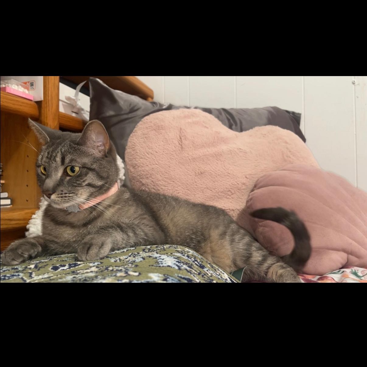 Enlarge Nova, a Adoptable Domestic Short Hair in Long Island City, NY image 2/5