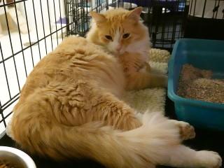 Zip, an adoptable Domestic Long Hair, Tabby in Anaconda, MT, 59711 | Photo Image 2