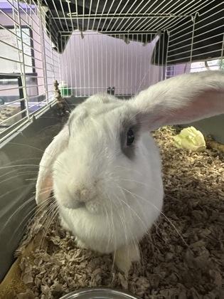 Enlarge Cozy Stu*, a Adoptable mixed breed in El Paso, TX image 1/1