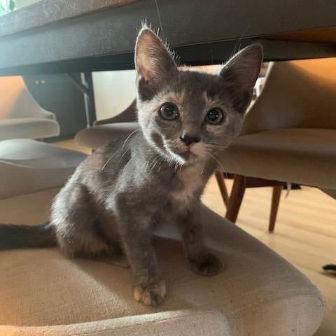 Apple Cider Hot Toddy, Adoptable, Kitten Female Domestic Short Hair.